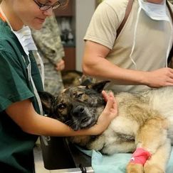 Rheinpfalz - Problemhund beißt Tierarzt